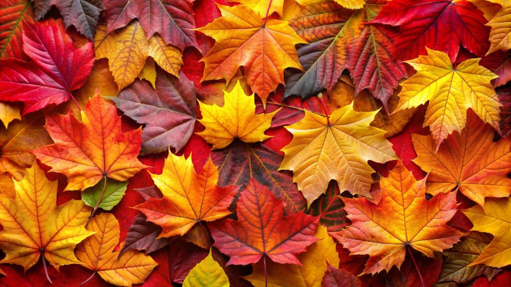 dessiner l'automne